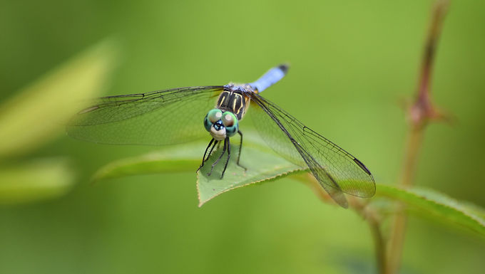 An intro to dragonflies and damselflies