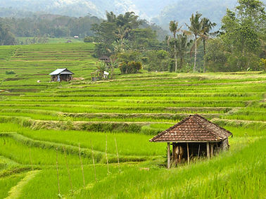 Jatiluwih Bali