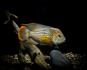 Image by Cofish Aquarium