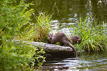 otter family in The Bioasis