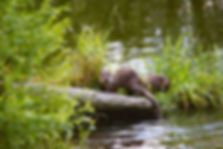 Image by Andreas Schantl