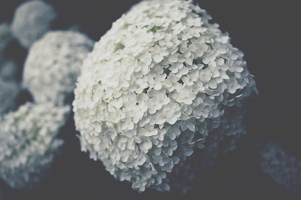 Image by TOMOKO UJI