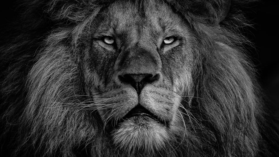 Image de Ingo Stiller