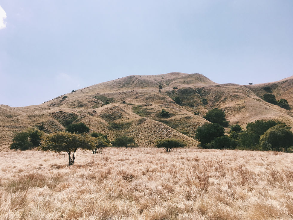 Savannah grassland, Africa