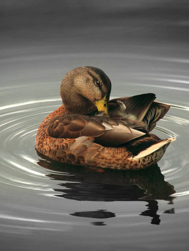 Image by Gary Bendig