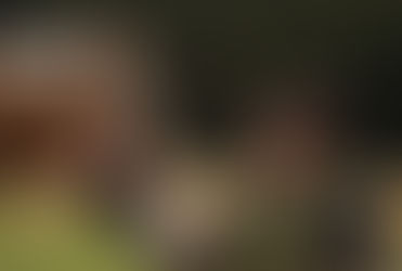 Mind Melding: Can Brain-to-Brain Coupling Happen Between Horses and Humans? 