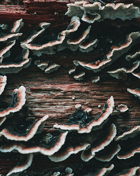 Image by Timothy Dykes