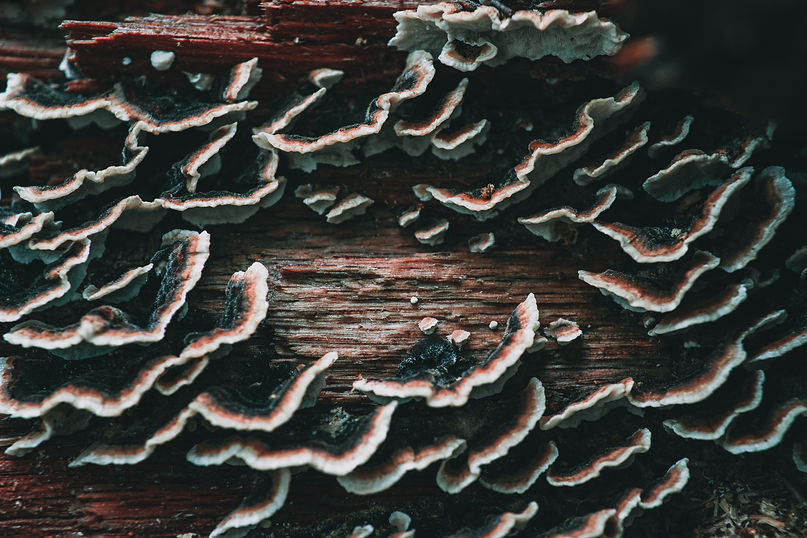 Image by Timothy Dykes