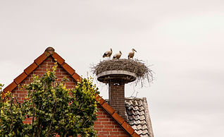 Three storks stand in a large nest atop a chimney on a brick house with a tiled roof
