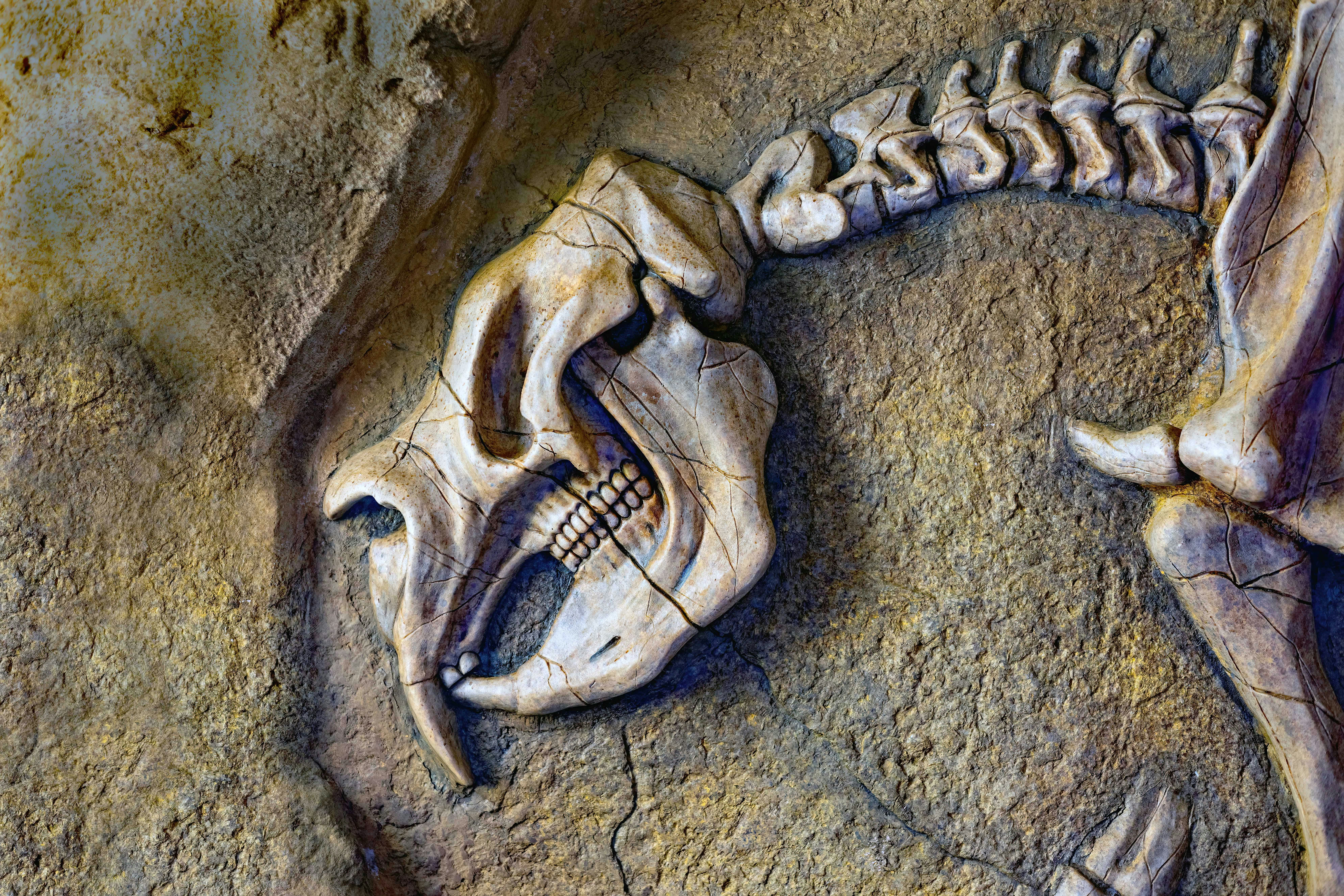Fósiles en Nuevo México revelan que los dinosaurios prosperaron hasta el final del Cretácico