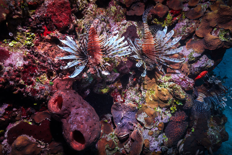 Invasive lionfish congregating along a Caribbean coral outcropping.