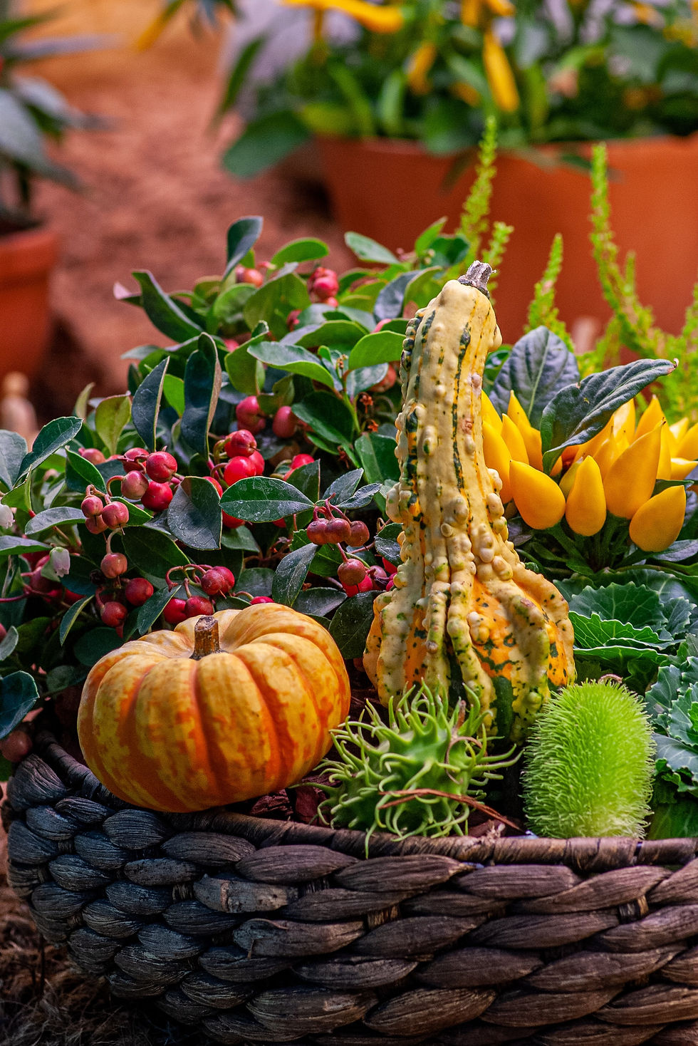 🌻 Celebrate Autumn with Us! 🍂