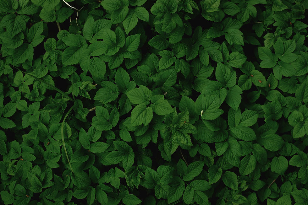 Ivy leaves representing growth and connection in women’s groups