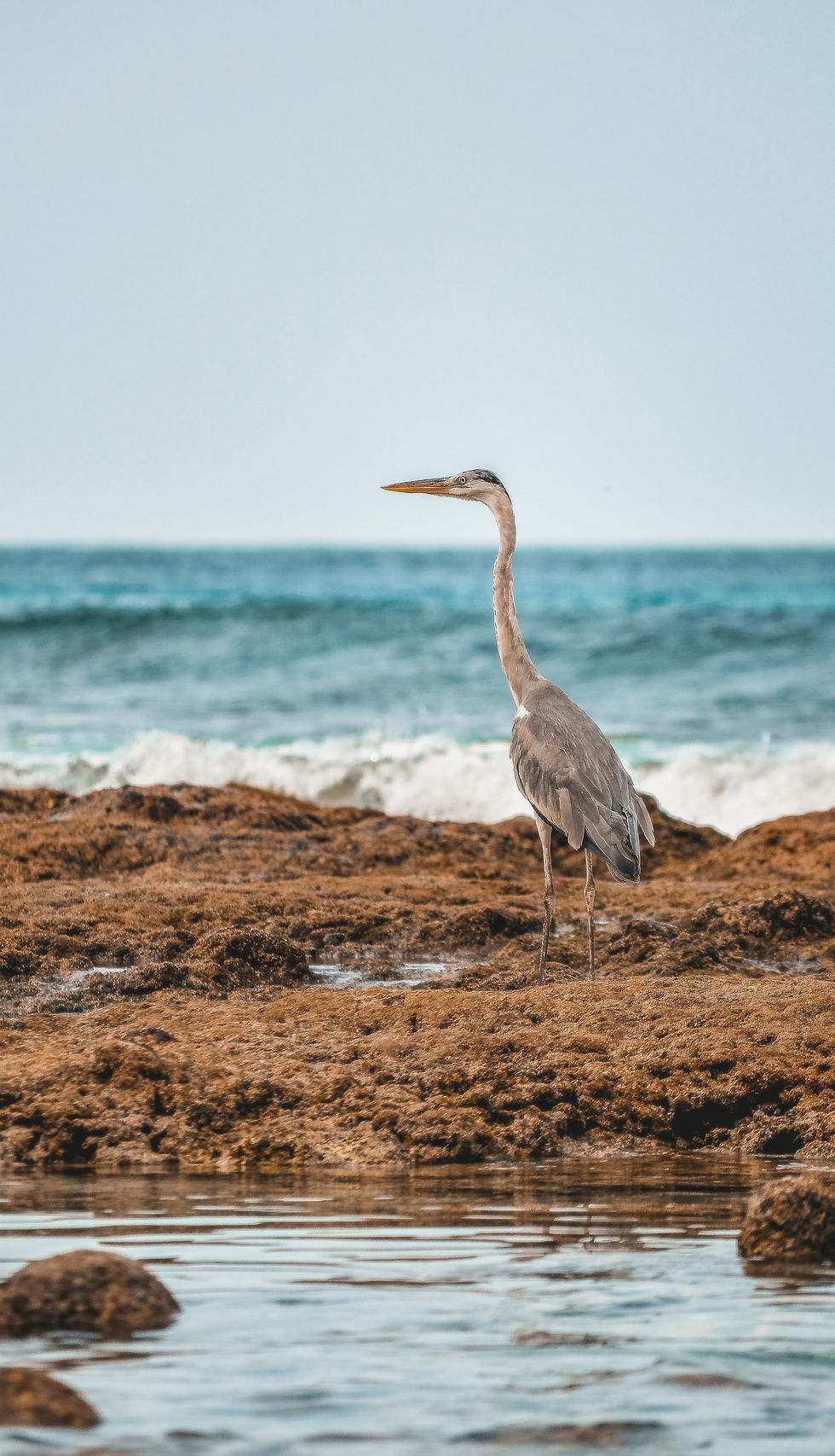 Image by Muhammadh Saamy