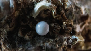 Pearls of Wisdom: Are Pearl Engagement Rings a Good Idea?