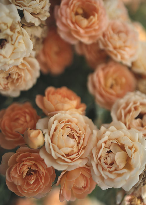 Image by Masako Ishida maco-nonch★R