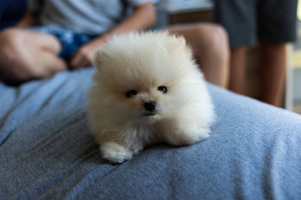 Tiny Pomeranian