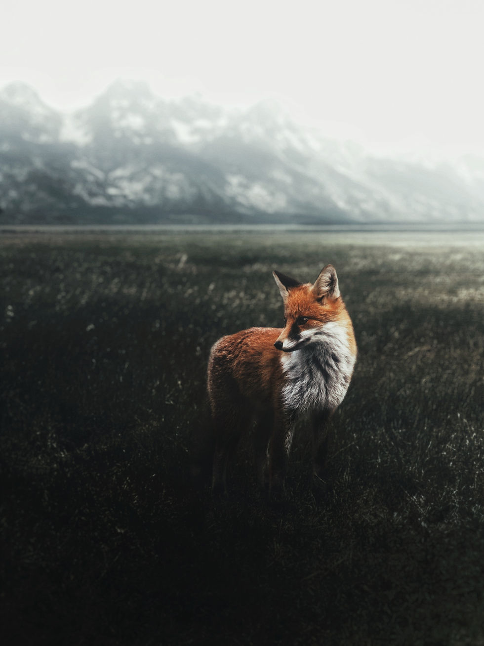 Image by Luis Enrique Ibarra