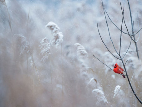 Mindful Practices for the Winter Months