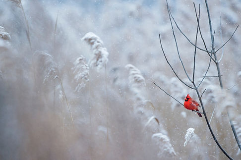Image by Ray Hennessy