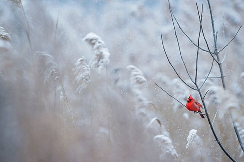 Image by Ray Hennessy