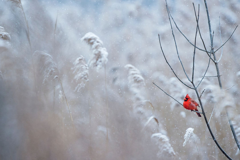 Image by Ray Hennessy