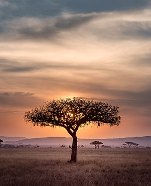 Image by Hu Chen