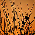 Image by Ravi Shekhar