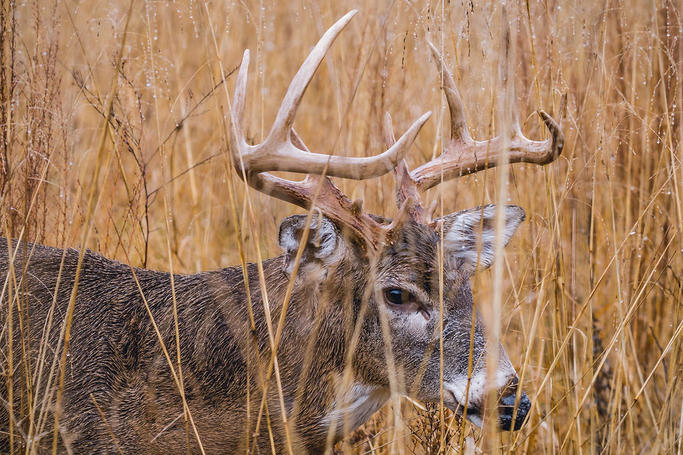 Image by Anthony Roberts