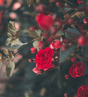 Image by Ricardo Resende