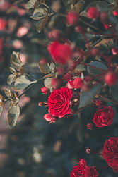 Image by Ricardo Resende