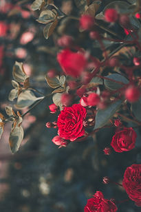 Image by Ricardo Resende