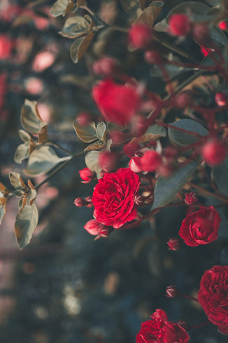 Image by Ricardo Resende