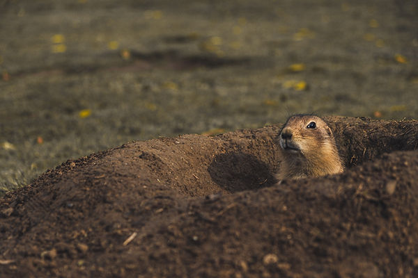A prairie dog looks out of its burrow.