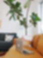 couches with laptop and fiddle leaf fig