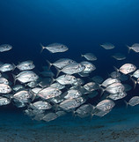 Image by Milos Prelevic