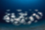 From the Caribbean to Nice: The school of fish effect of ocean youth