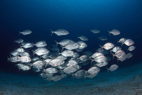 Image by Milos Prelevic