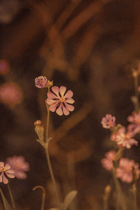 Image by Christina Deravedisian