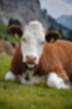 A Brown And White Cow In Paddock
