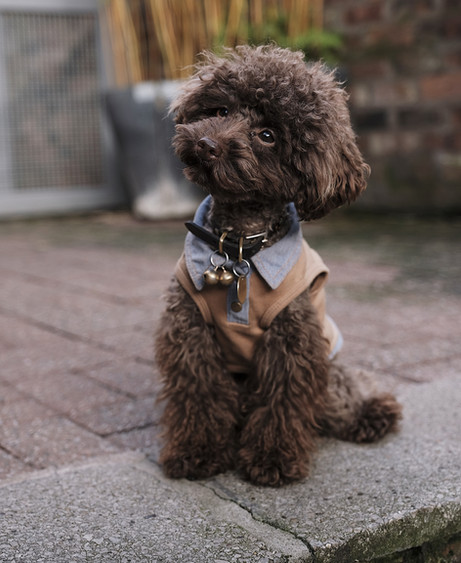 Image by The Poodle Gang