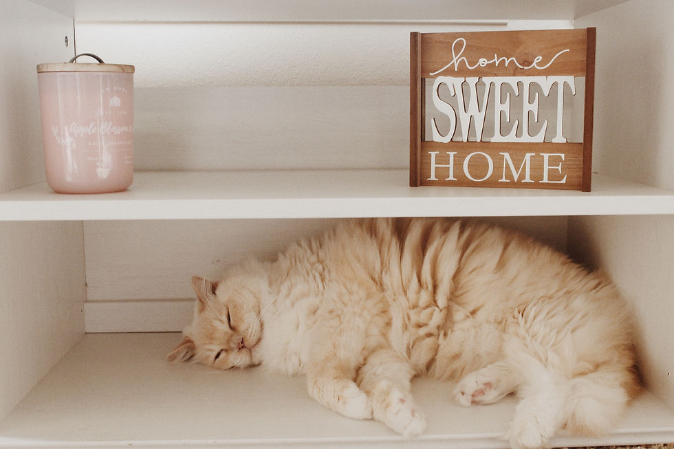 cat sleeping on a shelf at home relaxed from red light therapy session