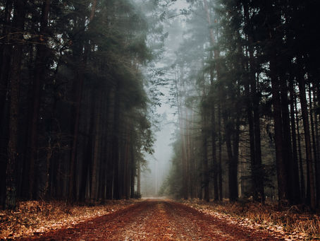 pad in een mistig bos