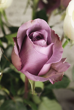 Rose Colour Meanings: What Each Hue Really Says