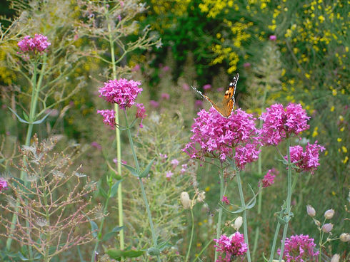 Image by Deirdre Boys