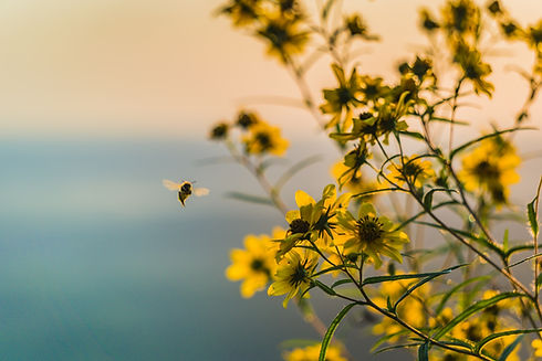 Image de Brad Huchteman