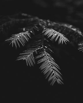 Image by Phil Desforges