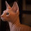 Thumbnail: The SPHYNX Cat eBook- sphynx breeders - sphynx cat for sale