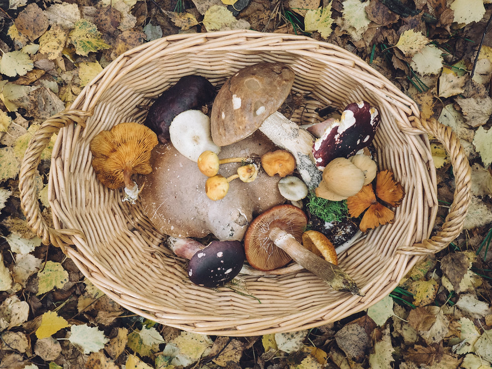 Mushrooms deemed solution for vitamin D-eficient Vegans