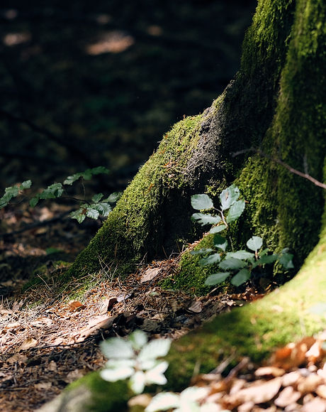 Image by Artur D.